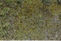 Photo Textures of Mossy 0001